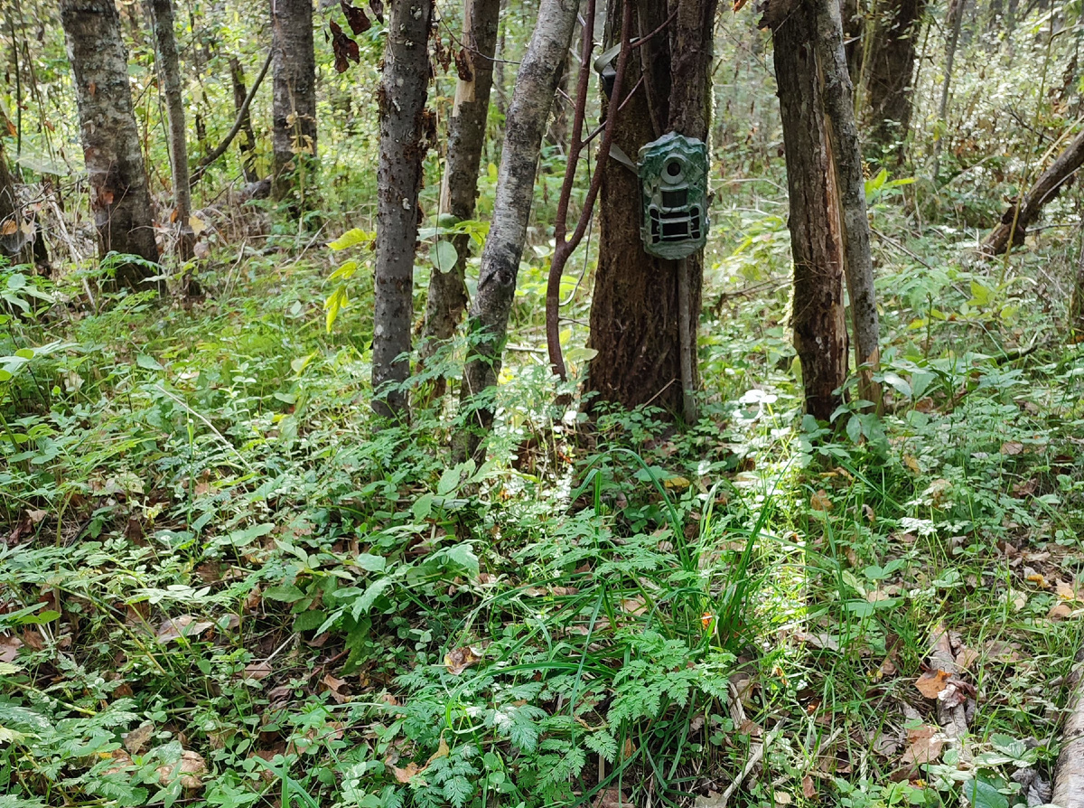 После двух недель в лесу.