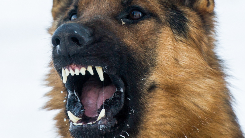    Фото: Кухмарь Кирилл/ТАСС