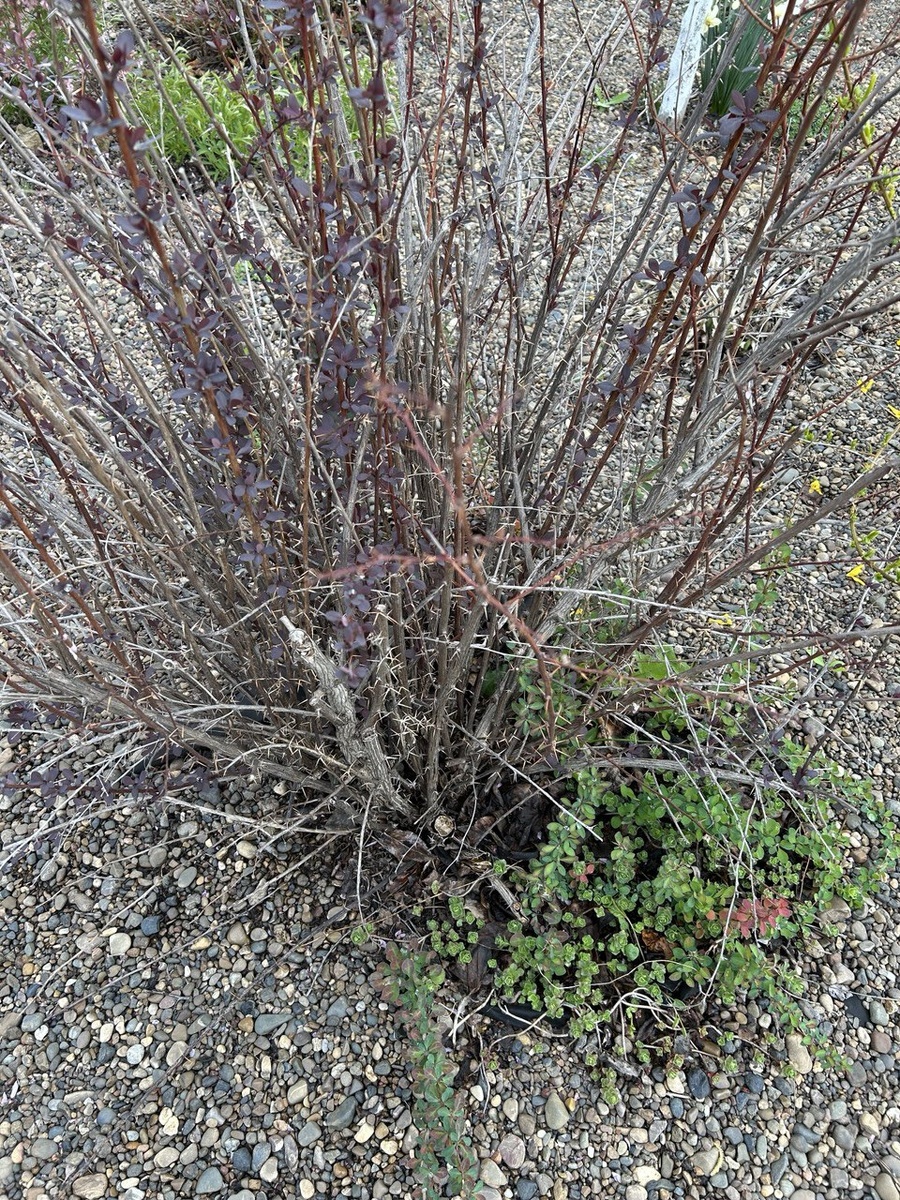 Барбарис Оттавский пытается тщетно выжить уже второй год