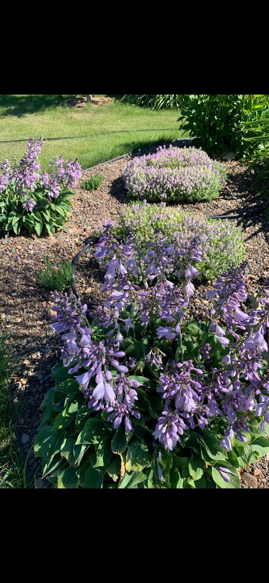 Плюшкообразные куртины тимььяна ползучего на отсыпке с хостами