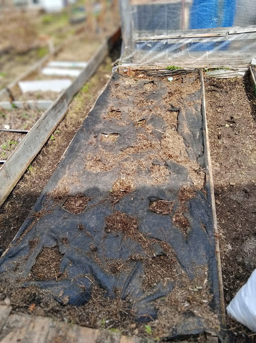 Сейчас как то так, дождик пройдет смоет мусор, ну да без зелени неприглядно выглядит Уборка участка движется в левую сторону там ещё бардак 