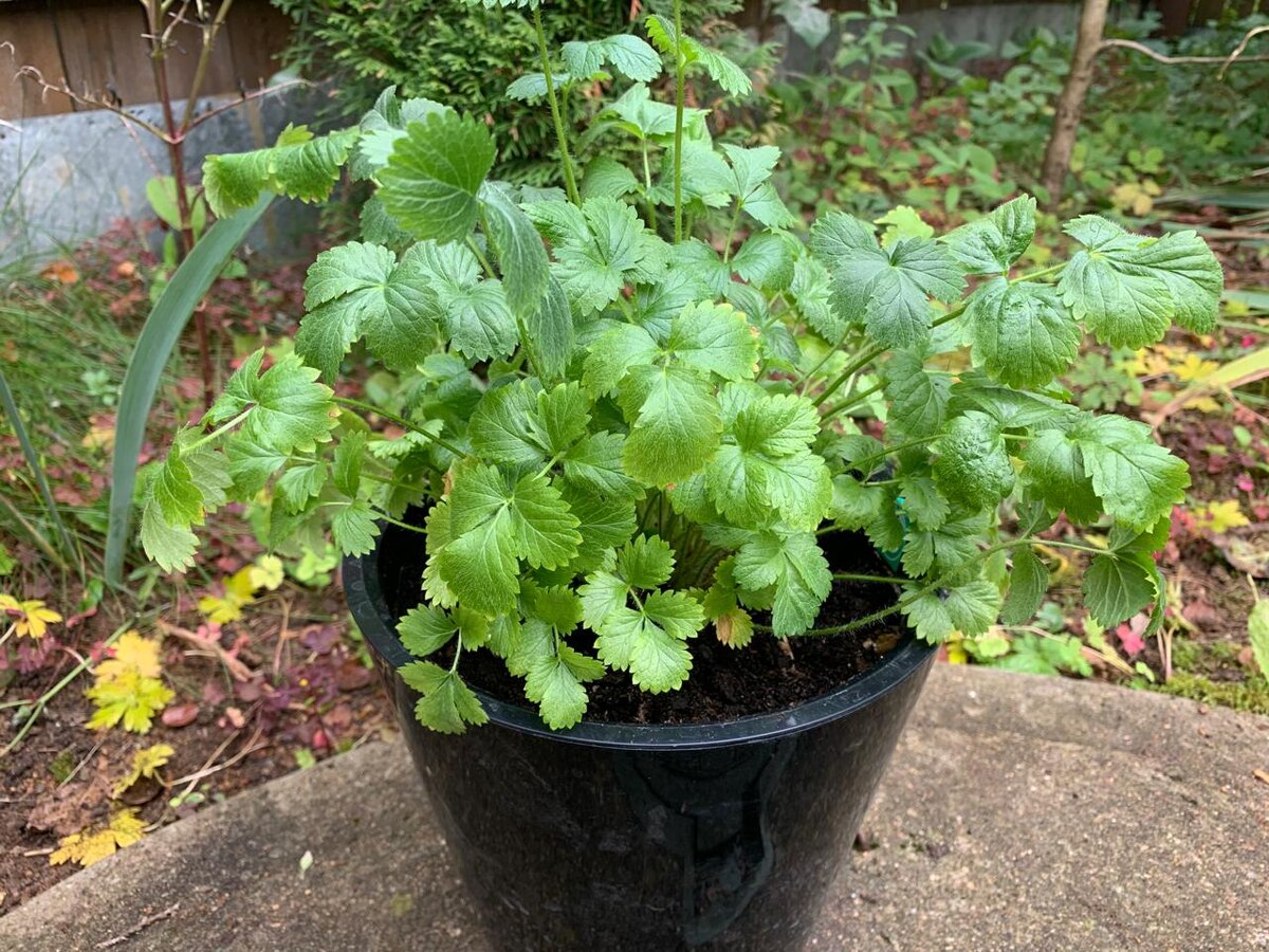 Это три недели назад, привезла предварительно ощипав все некондиционные листья