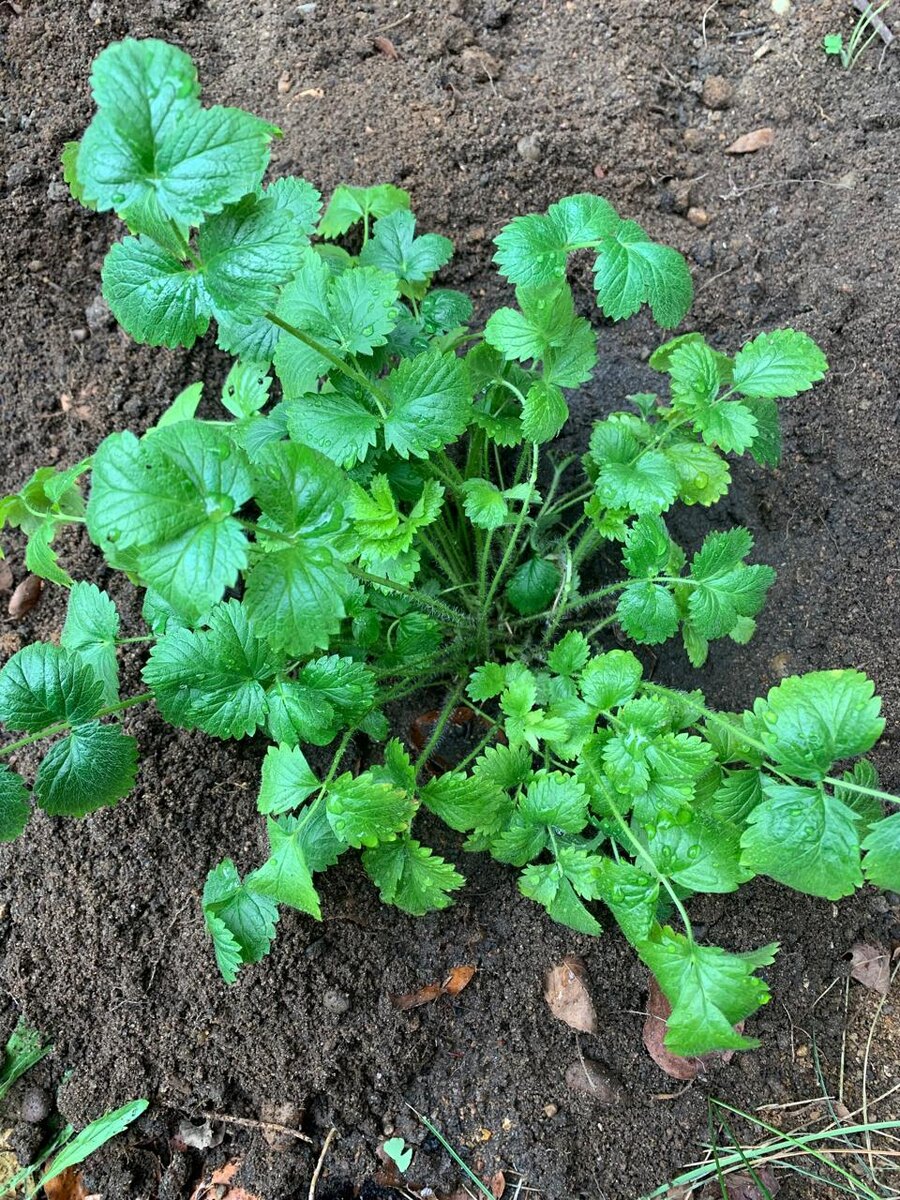 Высадила в грунт