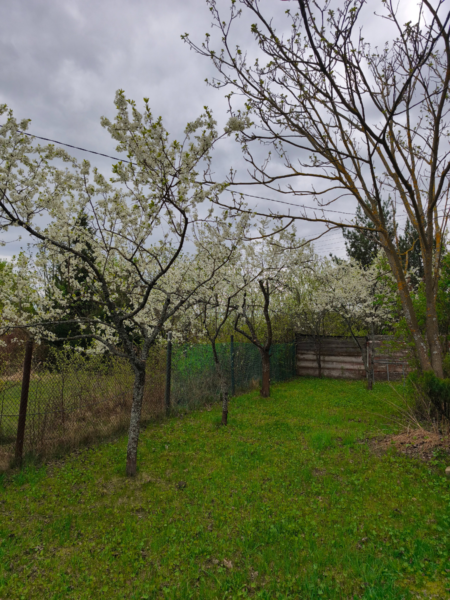 Вовсю цветут сливы и вишни