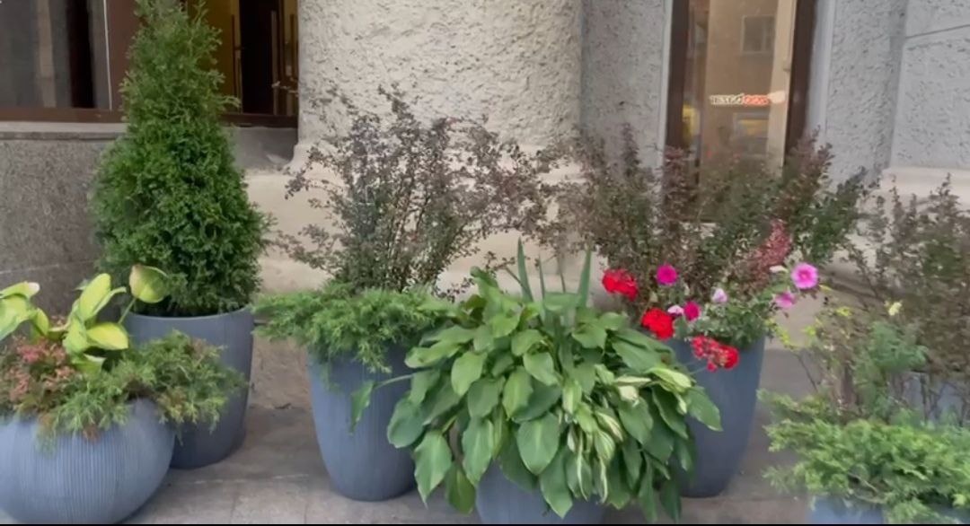 Цветы в кашпо на улице у магазина