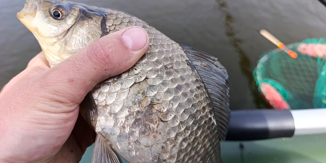 Карась плещется, но не клюёт. Знакомо? И да, клевать он скорее всего и не будет... 😐