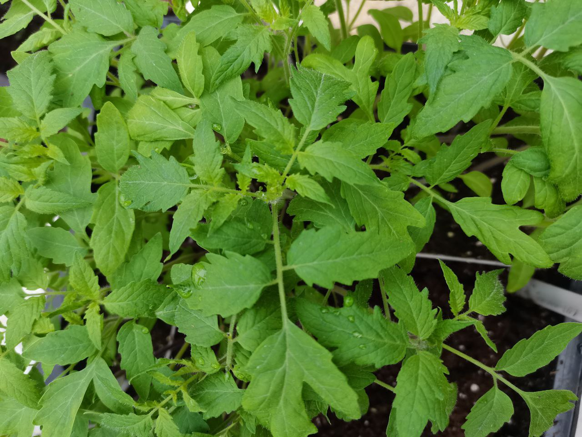 Фото автора_Хдоровый цвет листьев томата перед пикировкой