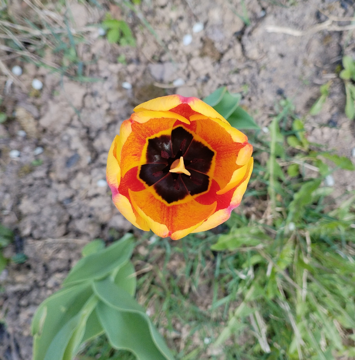 Вид сверху. Совершенство, правда?