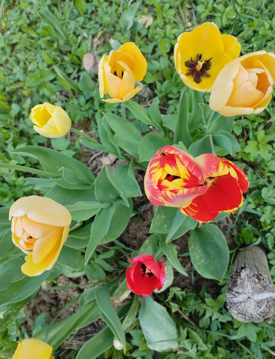 Жёлтенькие - мои любимые. И полосатые люблю