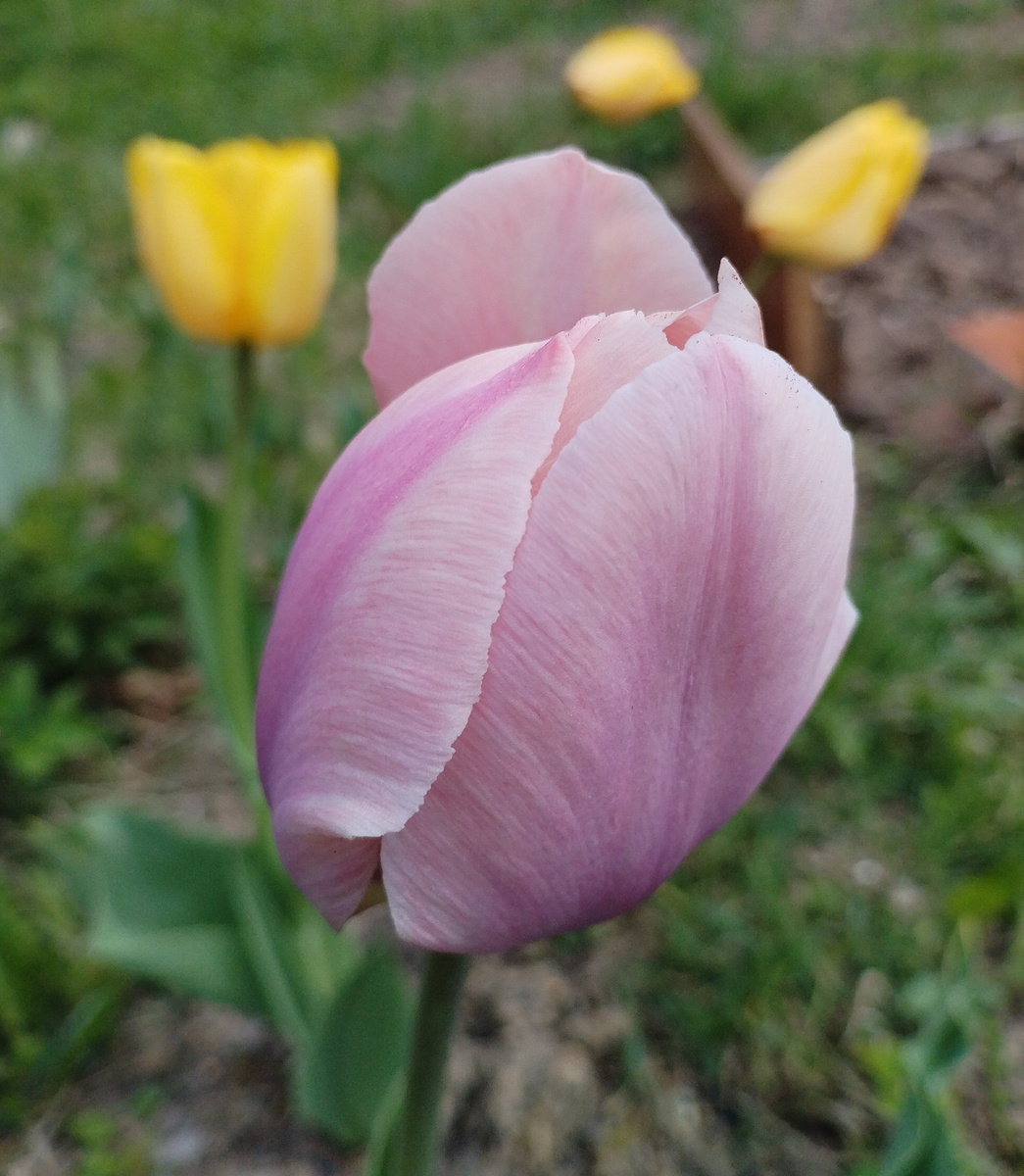 Эти бледно-лиловые у меня первый год тоже нравятся. Буду разводить))
