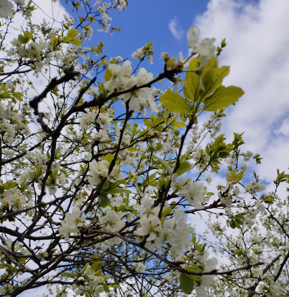 на фоне неба