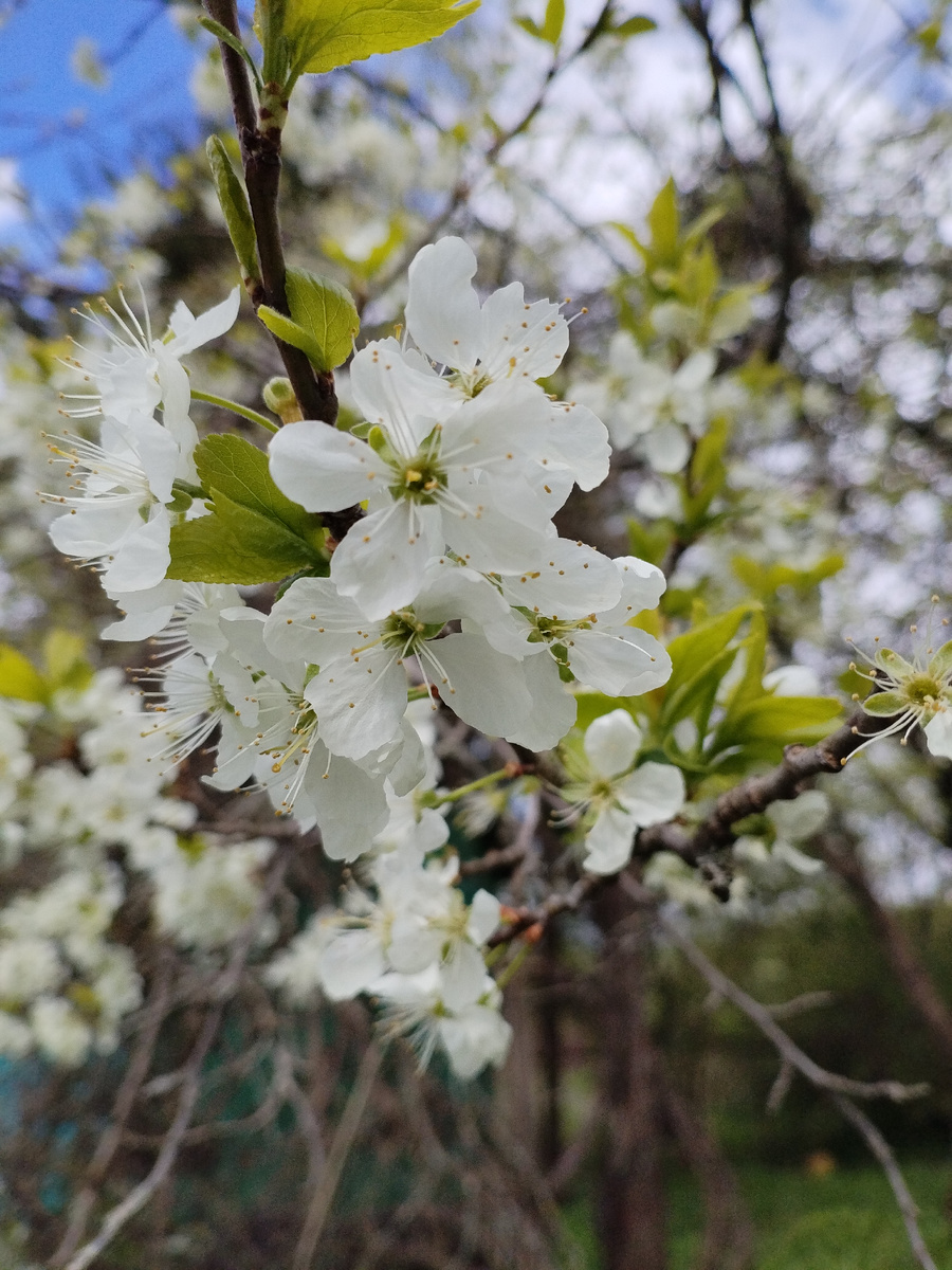 и крупный план