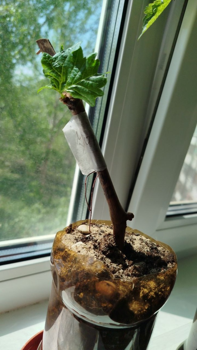 Фото подписчика.