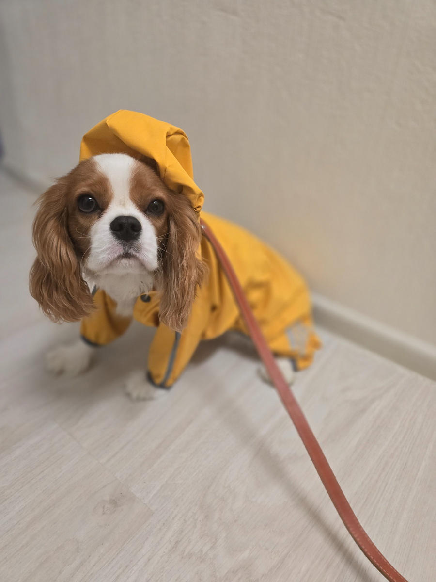 Новый дождевик