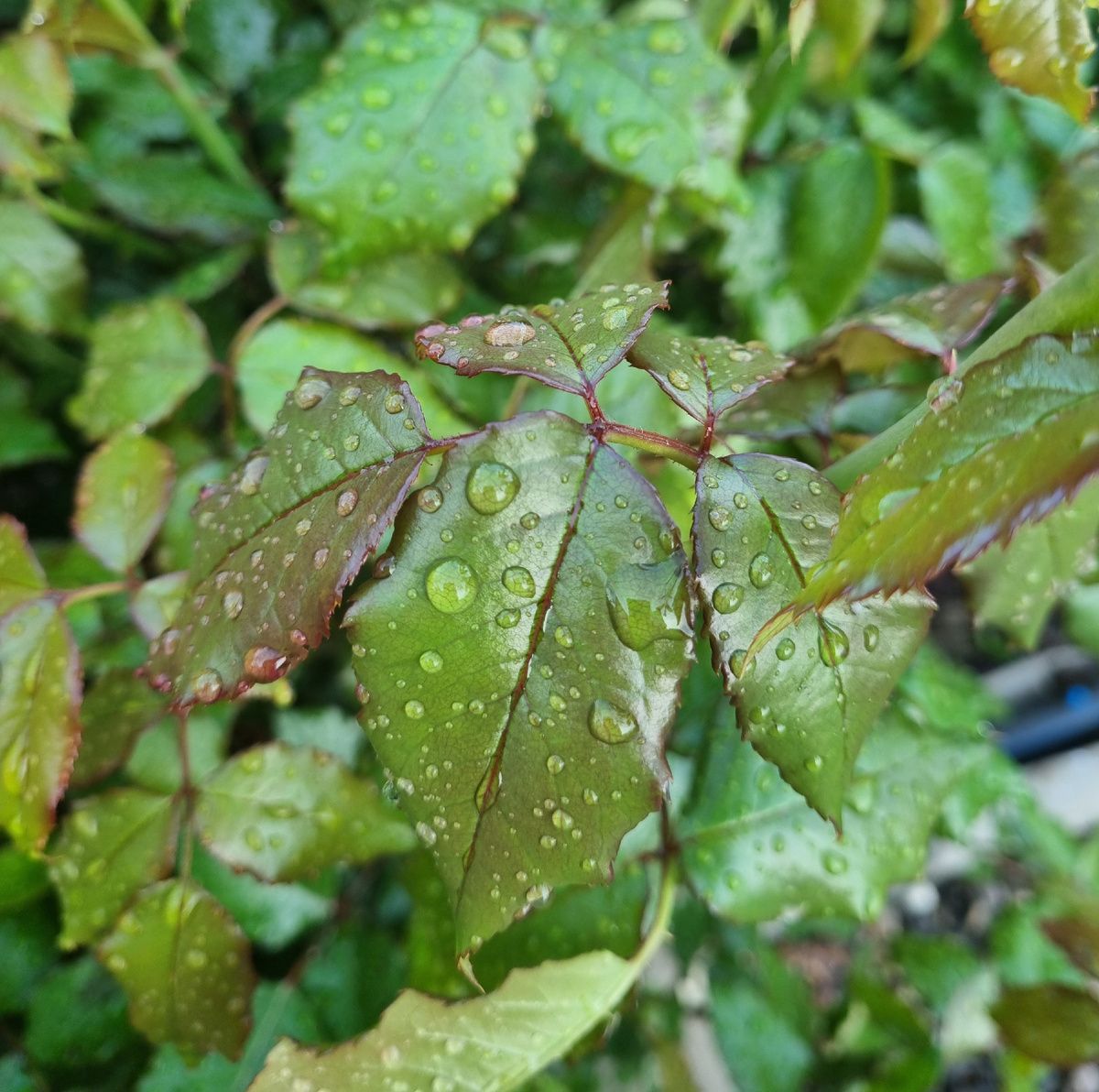 Откровенный разговор без купюр, чистый как листья розы после весеннего дождя