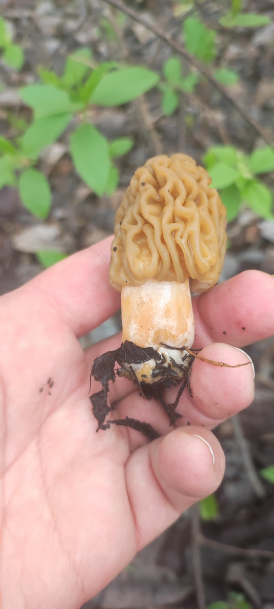 Сморчковые шапочки