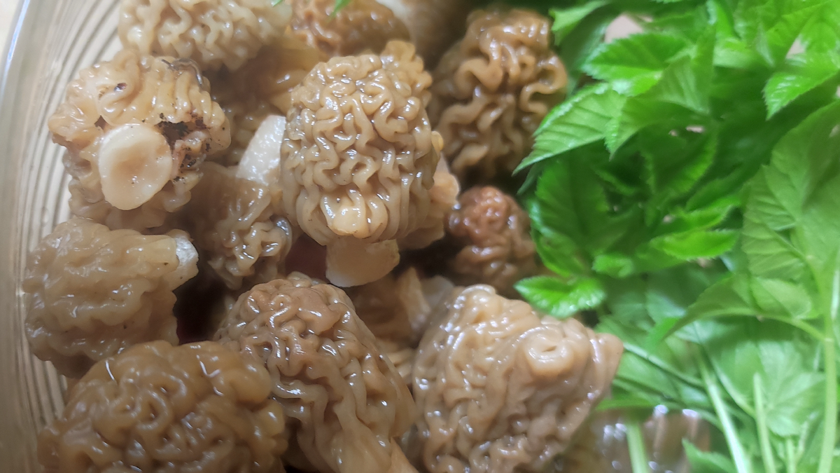 Сморчковые шапочки