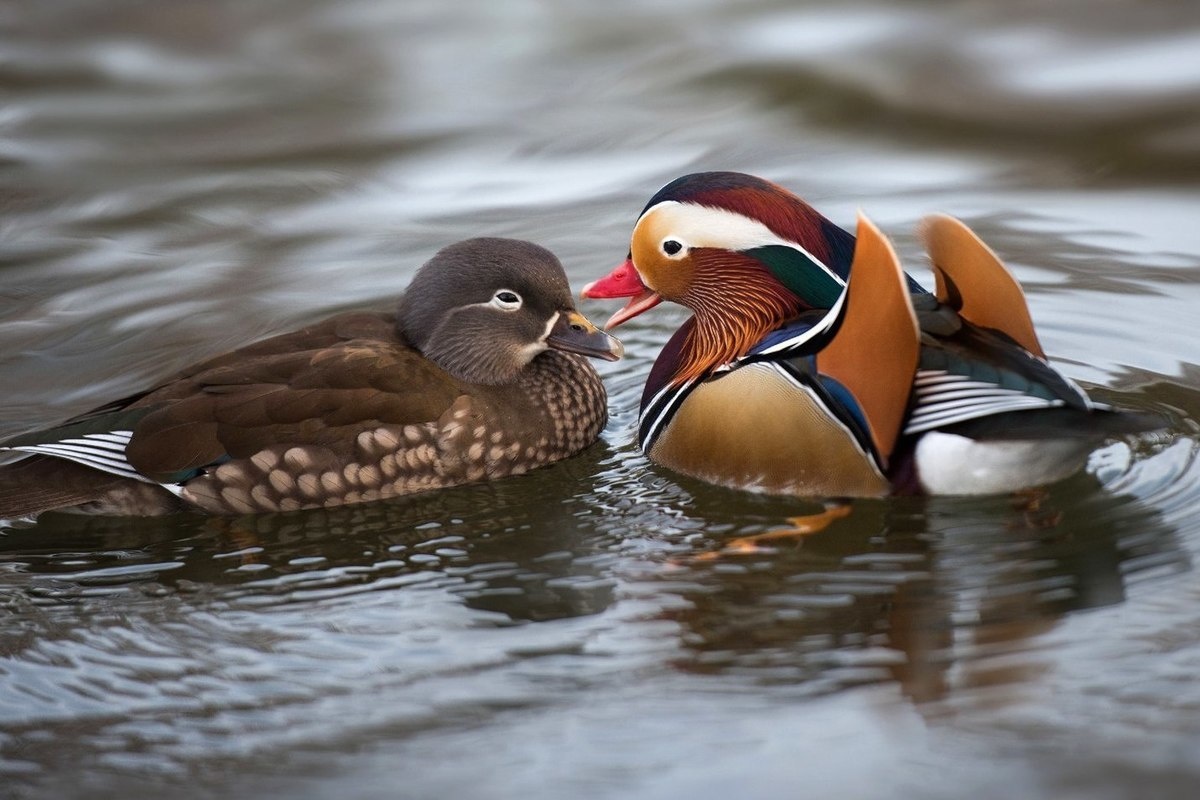 Фото из Интернета