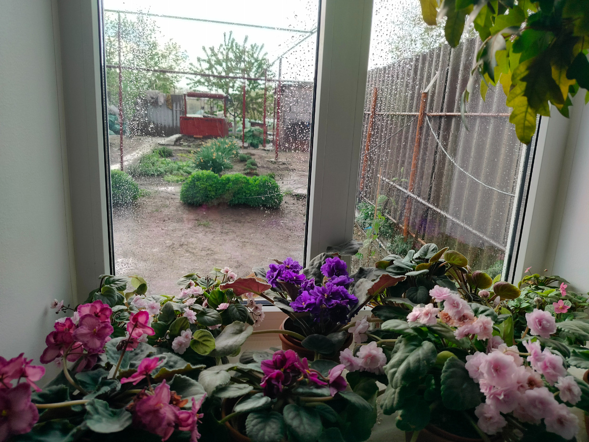 Дождя на фото не видно , но он есть.