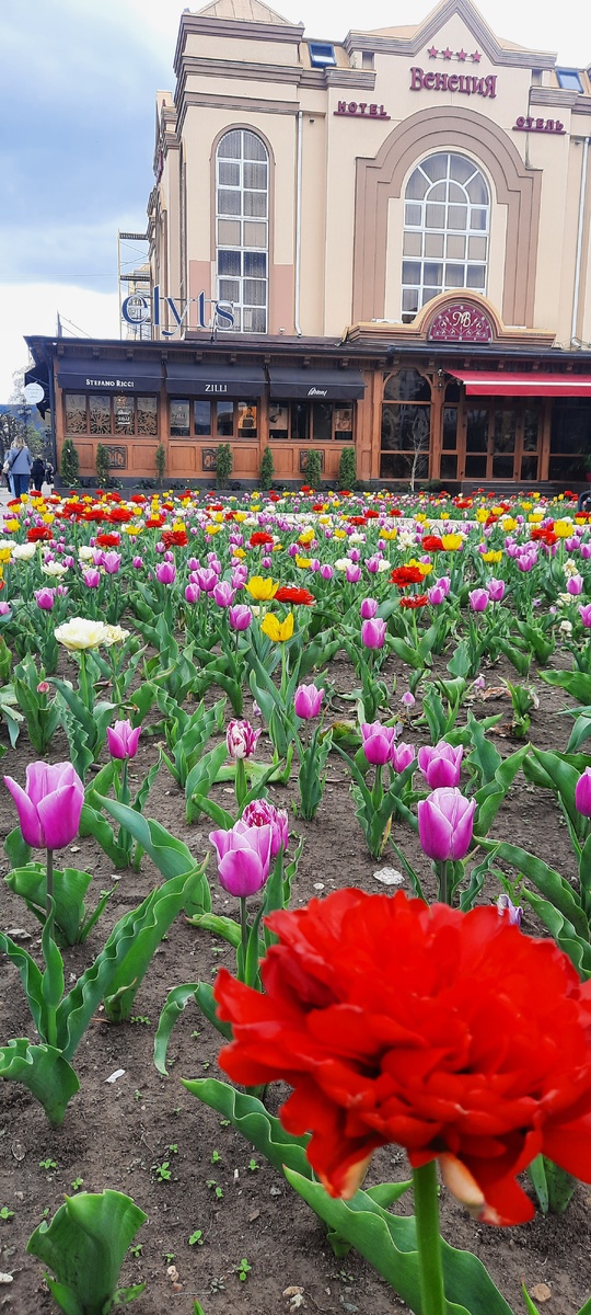 Курортный бульвар города Кисловодска. Фото автора  