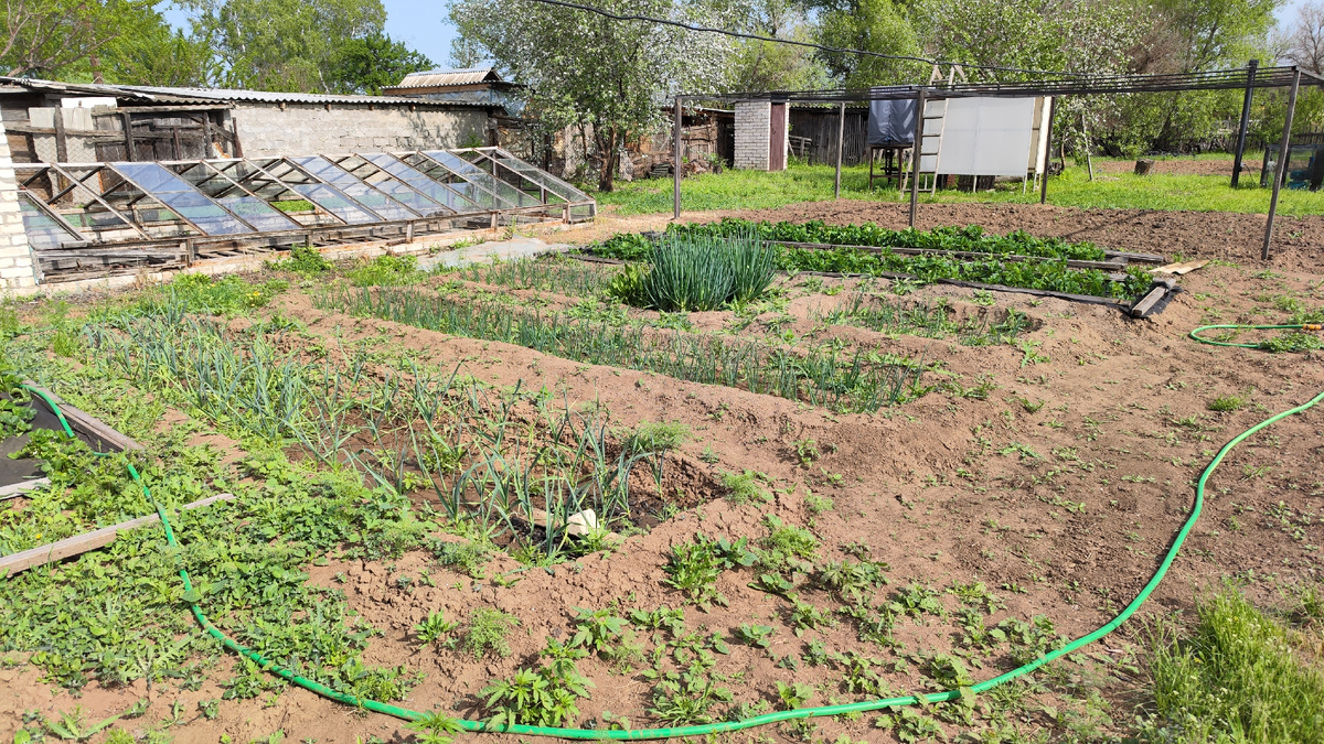 Сорняки изрядно выросли. Опять намечается прополка.