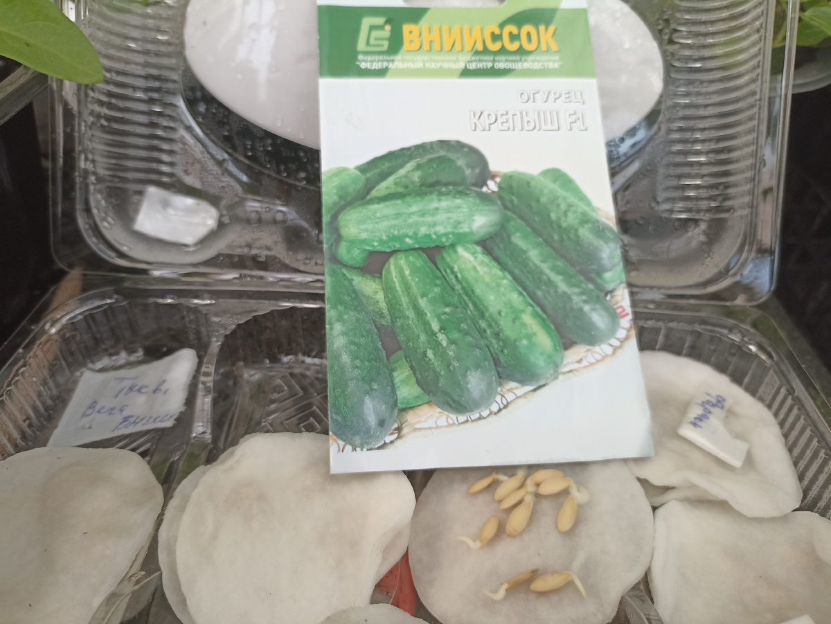 Огурец Крепыш F1 замочила 24 апреля на ватных дисках, а утром 25 апреля все 1 семян дружно проклюнулись. Фото автора