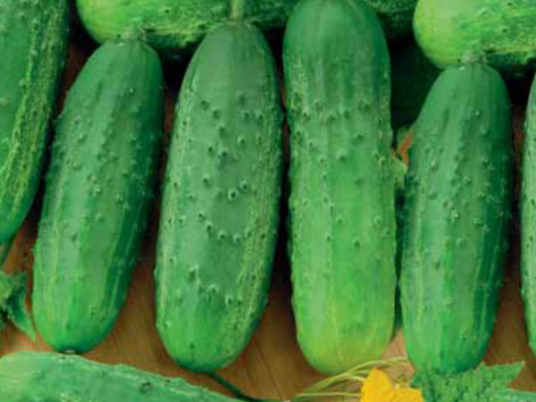 Огурец Крепыш F1 . Скрин фото автора