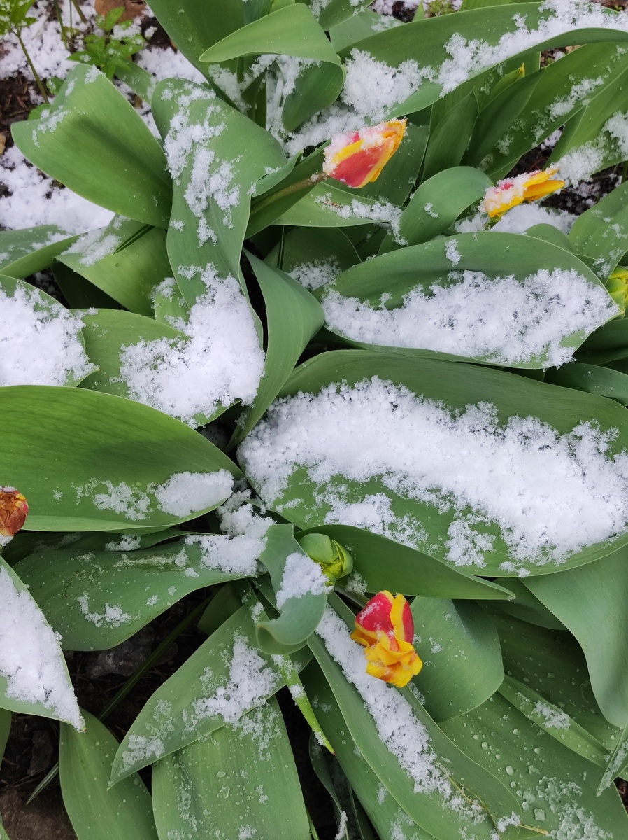 Мои бедные тюльпаны скукожились от холода
