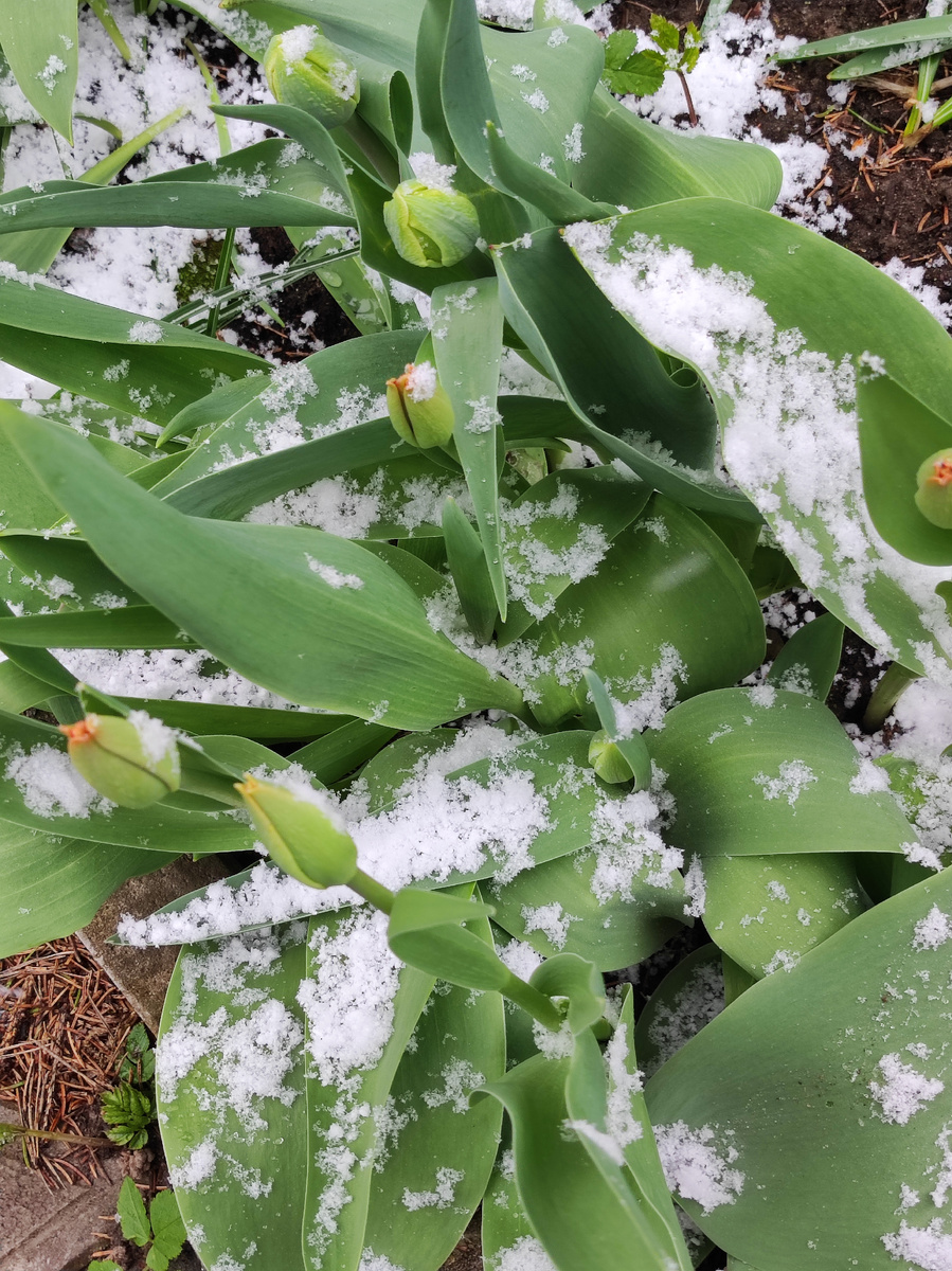 Тюльпаны скукожились от холода
