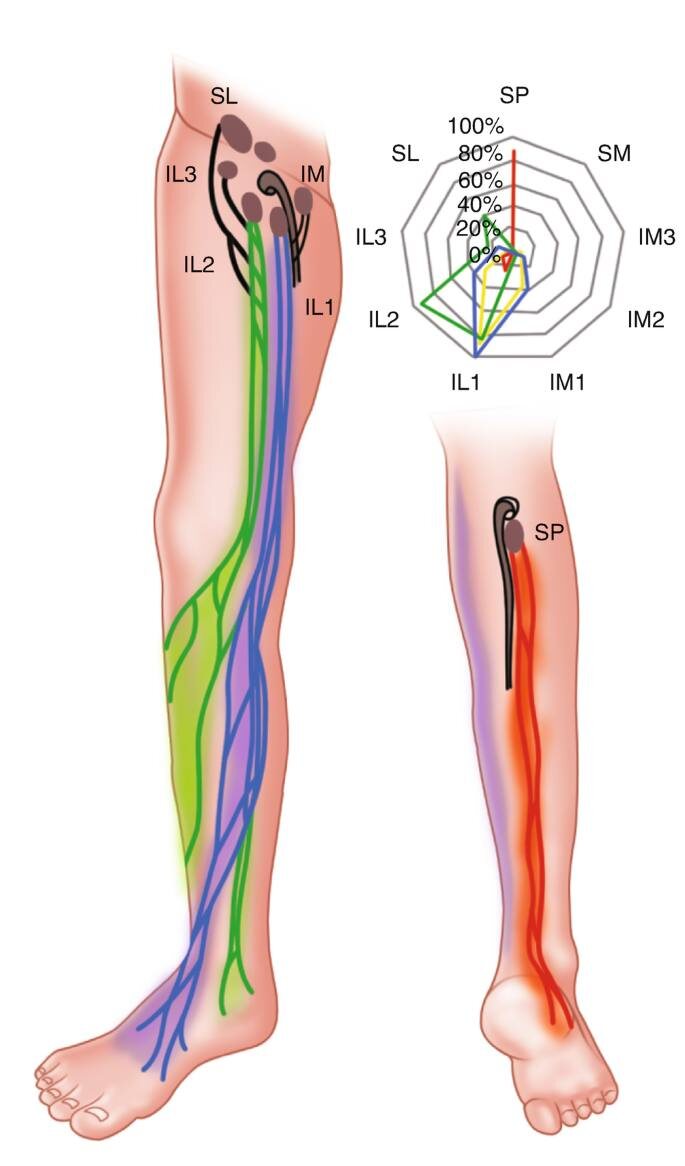 1 рисунок: Схема лимфатических коллекторов