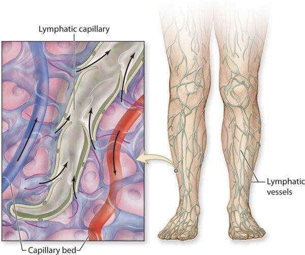 2 рисунок: Механизм работы лимфатической системы