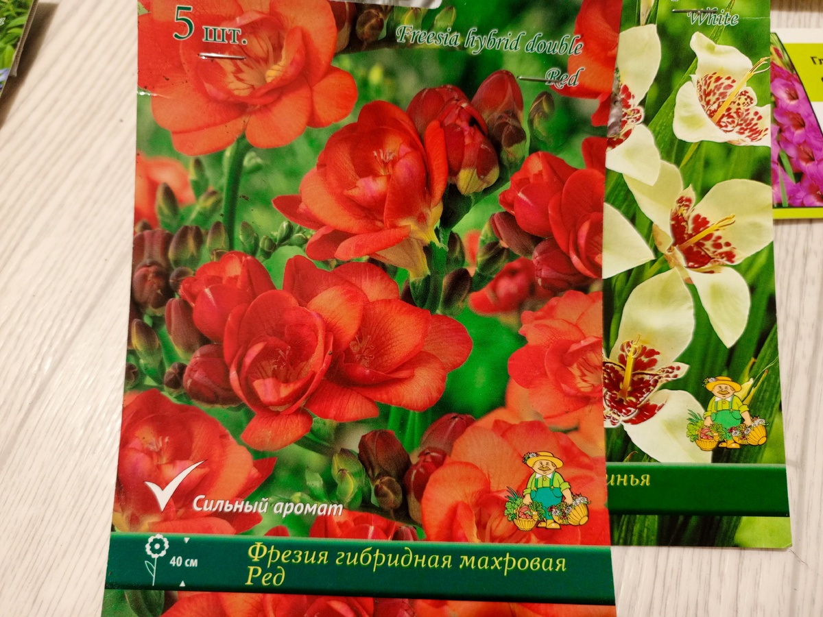 Фрезию и тигридию у себя в саду я уже выращивала. Фото автора.