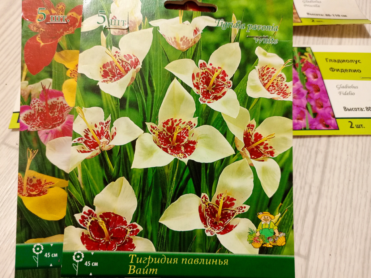 Тигридия - очень нежный цветок. Фото автора.