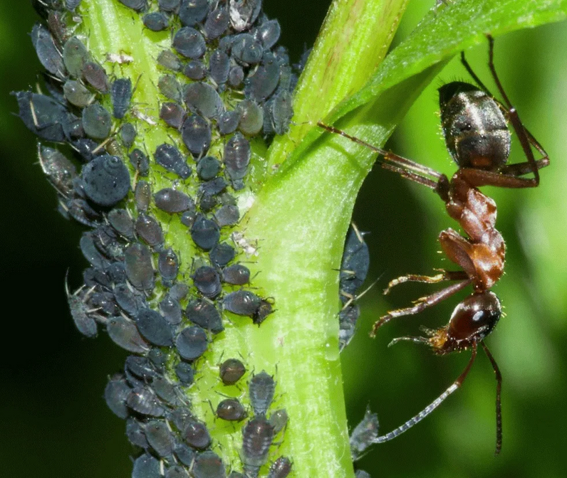 Тля и муравьи
