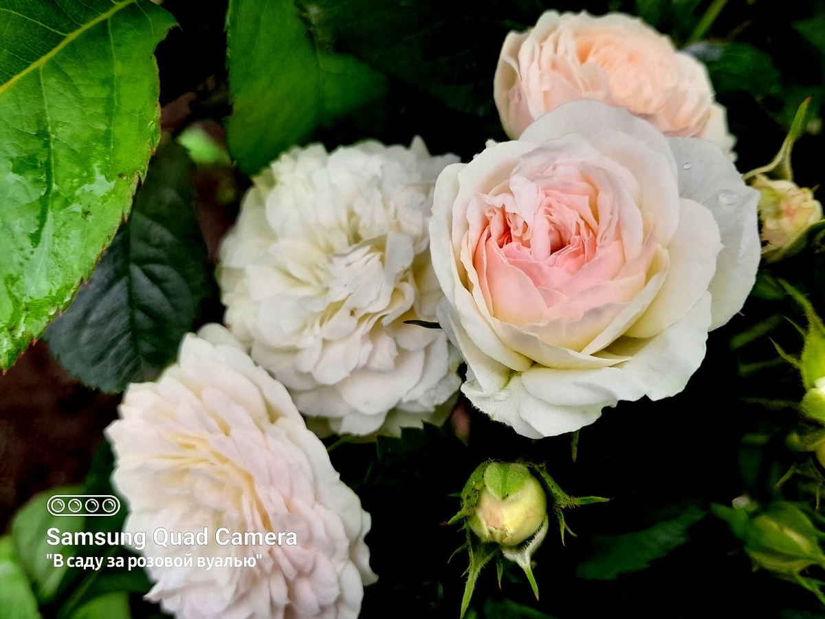Bouquet Parfait, Lens Бельгия, 1989, Гибрид Moschata