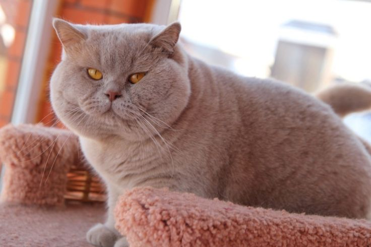 😺Британский кот дома: плюсы и минусы породы с кошачьим юмором