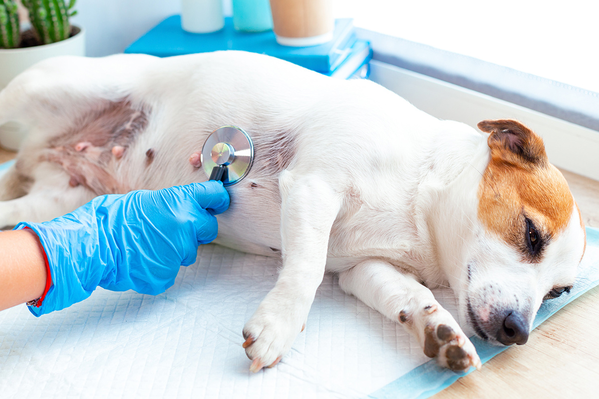 Регулярно осматривайте своих собак, особенно в старшем возрасте