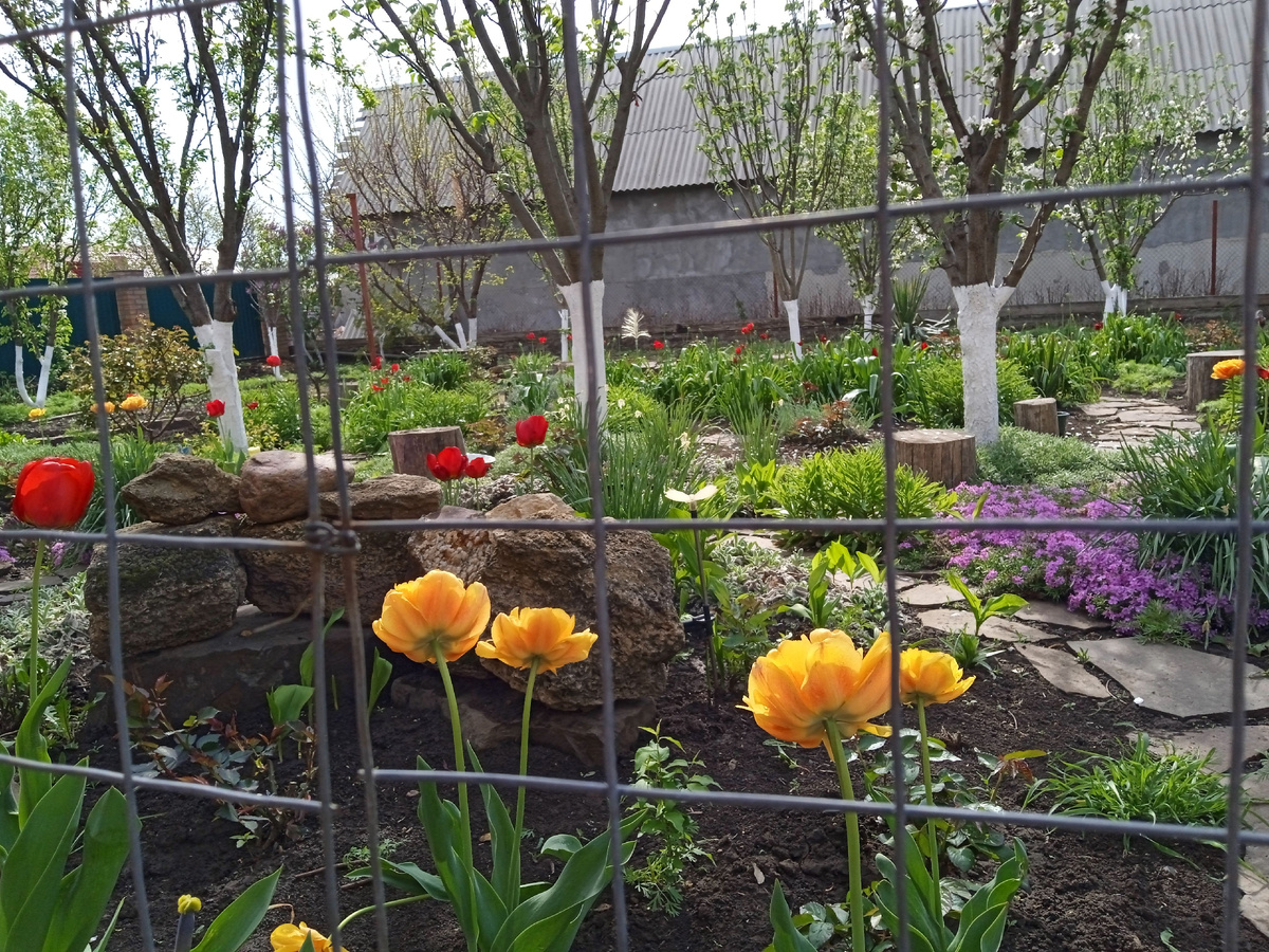 Собственное фото автора. 25 апреля 2025 г.