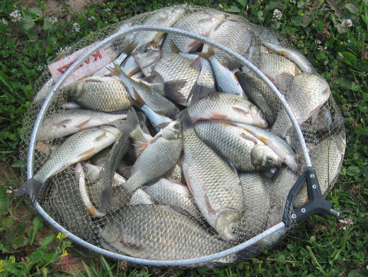 Рыбалка удалась