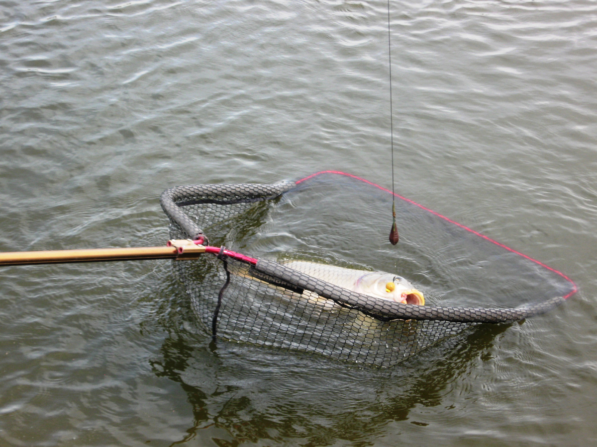 Сазан в подсаке