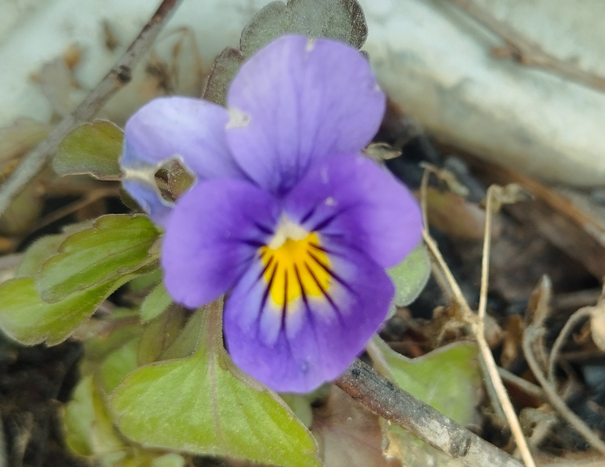 Мой "подснежник"