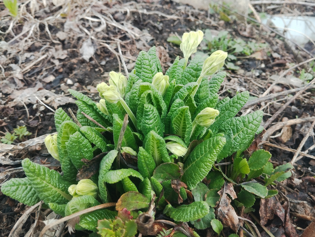 Любимые лесные " барашки" - вот-вот расцветут! Не знаю правильного названия этой красоты.