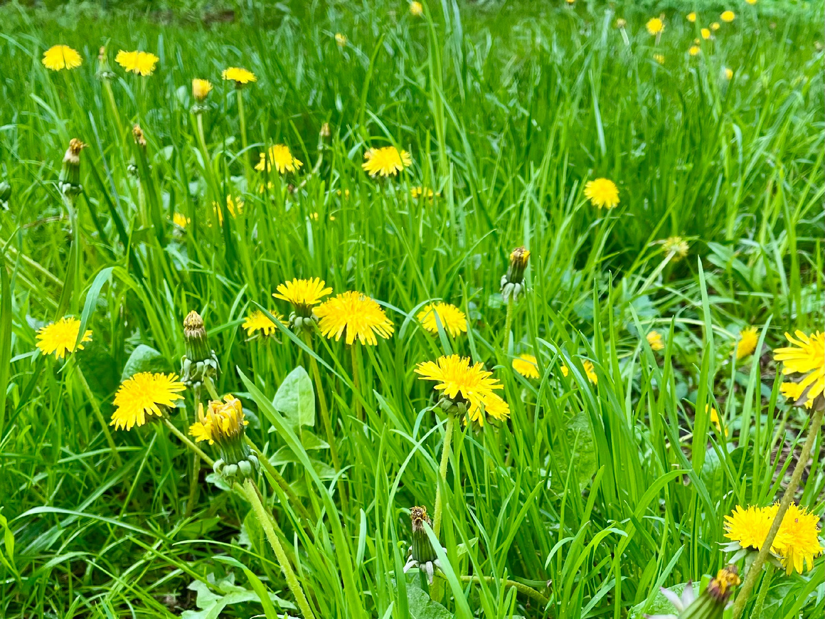 Фото Елены Стоун  22 апреля 2025 ш.