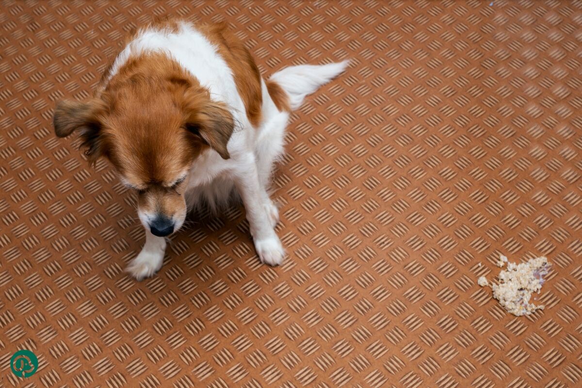 Собаку вырвало 