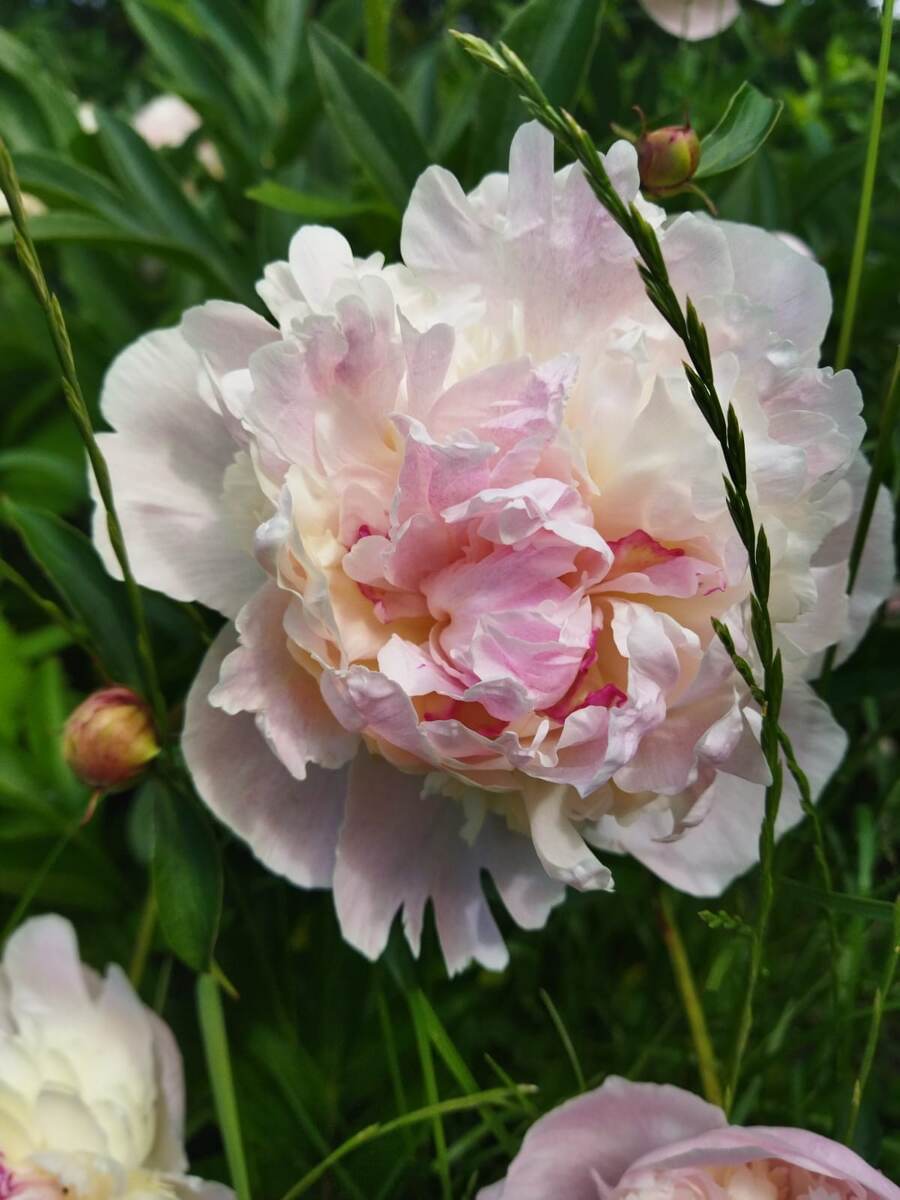 Все фотки цветочков в этой стье мои, да и цветочки тоже мои