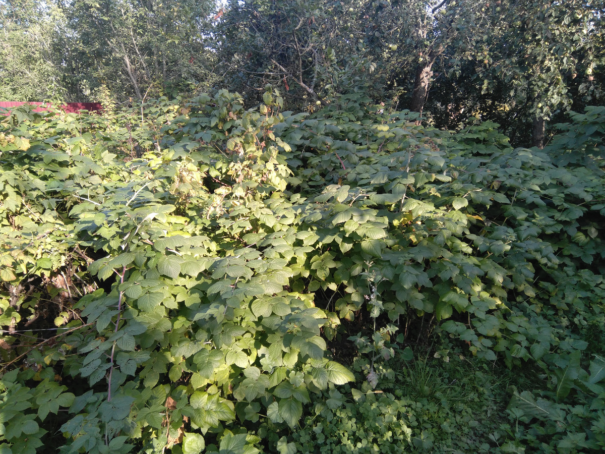 Малина, исходное состояние, сентябрь 2018.