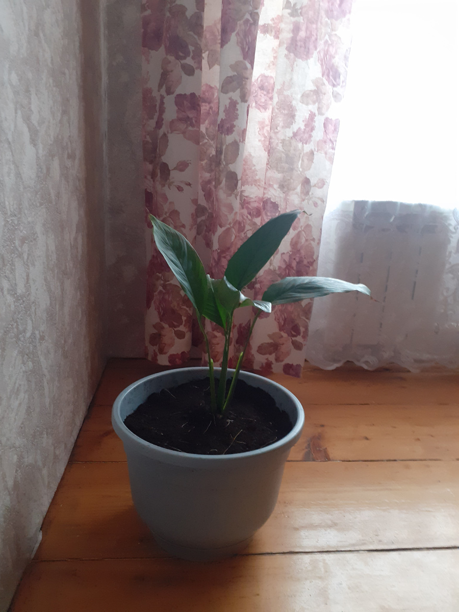 Спатифилоум-новый жилец😉😁 у нас