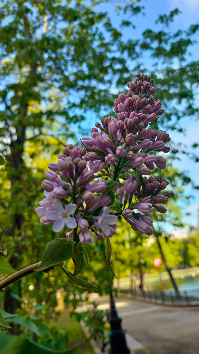 Сирень на Патриарших. 27 апреля 2025 г. Фото автора.