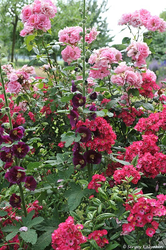 Шток-роза и розы. 3 фото, листайте