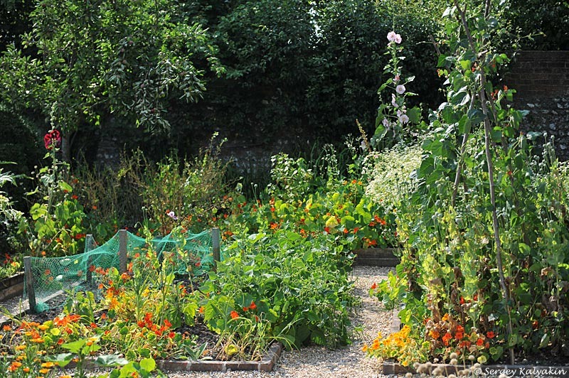 Шток-роза в коттеднном саду